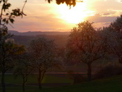 Frhlingsbume im Sonnenuntergang bei Weiterdingen, April 2020