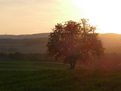 Obstbaum im Abendlicht, April 2020