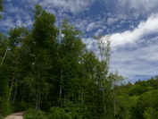Frhlingsgrner Wald am Schienerberg, Mai 2020