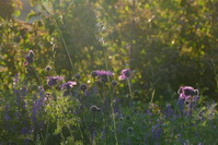 Bunte Blumenwiese beim Hegaukreuz, Juni 2020