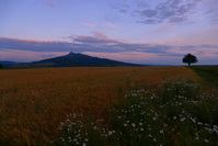 Abendliches Getreidefeld im Hegau, Juni 2020