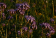 Rosa-Violette Blumen im Abendlicht, Juli 2020