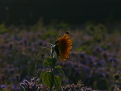 Sonnenblume mit Biene vor einem Blumenfeld, Juli 2020