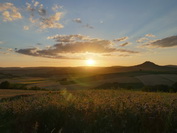 Blumenwiese und Hohenhewen im Sonnenuntergang, Juli 2020