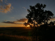 Orange gefrbte Wolken und Baum im Sonnenuntergang Nhe Hegaukreuz, Juli 2020