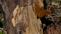 Kaisermantel (Argynnis paphia) Schmetterling an einem morschen Baum, Juli 2020