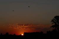 Sonnenaufgang mit Vgel bei Hausen a.A. Juli 2020