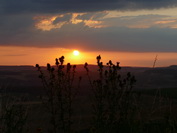 Disteln im Sonnenuntergang, Hegau, Juli 2020