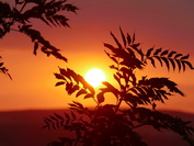 Buschsilhouette im Sonnenuntergang, Juli 2020