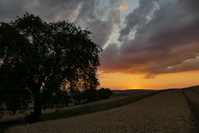 Obstbaum und Kornfeld im Abendrot, Juli 2020