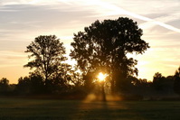 Sonnenstrahlen, gefiltert durch einen Baum im Morgennebel bei Hausen an der Aach, August 2020