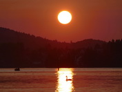 Schwan im Sonnenuntergang auf der Hri, September 2020