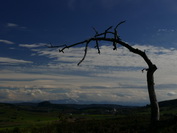 Skuriler Baum, Hohentwiel und Weiterdingen, fotografiert vom Hohenhewen, Oktober 2020