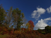 Bunter Herbstwald unter tiefblauem Himmel, Oktober 2020