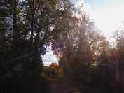 Goldener Herbstwald bei Blumenfeld, Oktober 2020