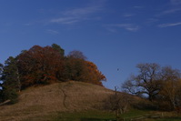 Hgel beim Hohenstoffel mit bunten Herbstbumen, blauem Himmel und kreisendem Milan, Oktober 2020