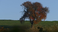 Baum am Erbsenbhl in goldbraunem Herbstlaub, Oktober 2020