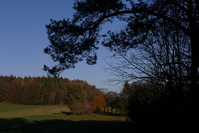 Herbstwald am alten Postweg, November 2020