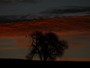 Milane auf einem Baum im Erbsenbhl unter brennendem Morgenhimmel, November 2020