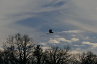 Fliegender Graureiher bei Beuren am Ried/Hegau, November 2020