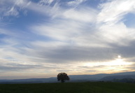 Lindenbaum unter Schleiherwolkenhimmel bei Beuren am Ried/Hegau, November 2020