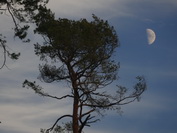 Kiefer mit Halbmond, bei Beuren am Ried, November 2020