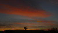 Baum am Erbsenbhl unterm Morgenrot/orange, Dezember 2020
