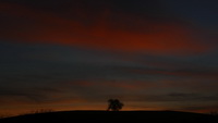 Baum am Erbsenbhl unterm Morgenrot/orange, Dezember 2020