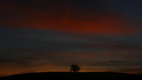 Baum am Erbsenbhl unterm Morgenrot/orange, Dezember 2020