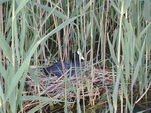 Ente beim Brten am Bodensee