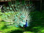 Pfau beim Radschlagen