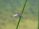 Libelle an einem Grashalm