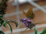 Schmetterling auf unserem Sommerflieder