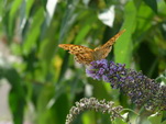 Schmetterling auf unserem Sommerflieder