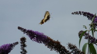 Schmetterling an unserem Sommerflieder