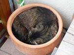 Wuschel, die Blumentopfkatze