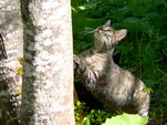sterreichische Waldkatze