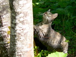 sterreichische Waldkatze