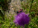 Schwarzroter Kfer auf Blume