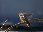 Flauschiger junger Spatz