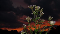 Abendrot mit Distel im Hegau