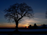 Winterlicher Sonnenuntergang auf der Oberen Alp bei Bonndorf / Schwarzwald